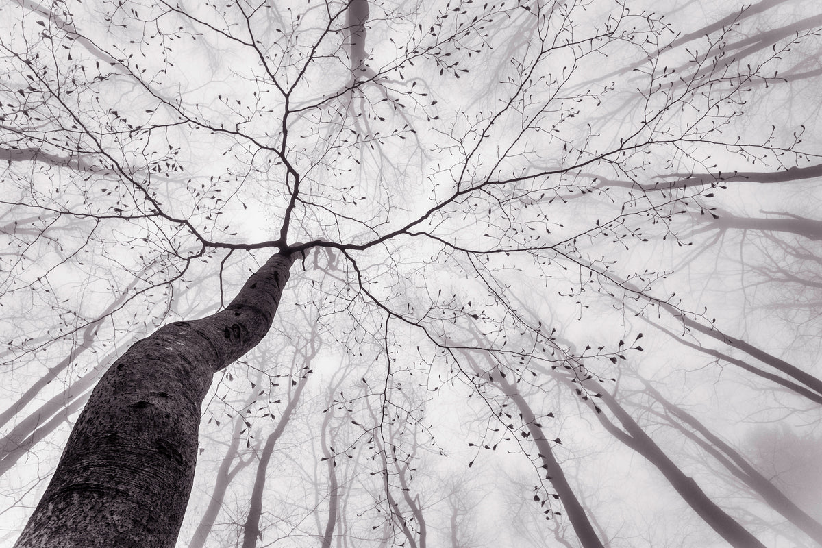 aluminium-print-a-view-of-the-tree-crown