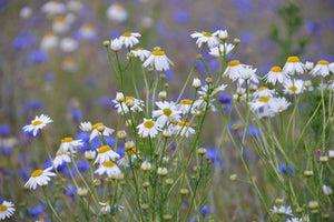 3-piece-acrylic-print-wild-flower-meadow