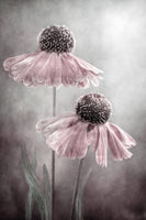 aluminium-print-duet-x