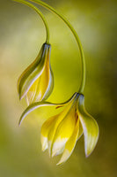 canvas-print-tulipa