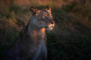 acrylic-print-lioness-at-first-day-ligth-x