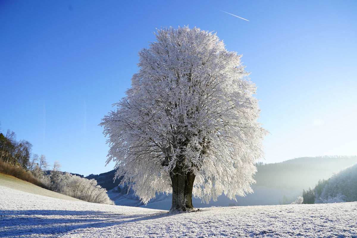 acrylic-print-winter-fairy-tale