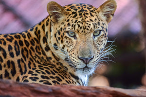 3-piece-aluminium-print-leopard