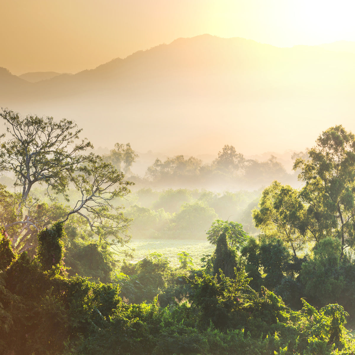 9-piece-aluminium-print-light-show-in-forest