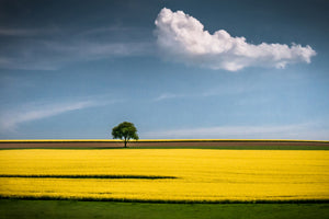 acrylic-print-the-tree-and-the-cloud-x