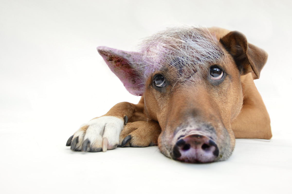 framedposter-print-the-funny-pig-dog