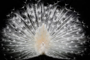 canvas-print-black-and-white-v