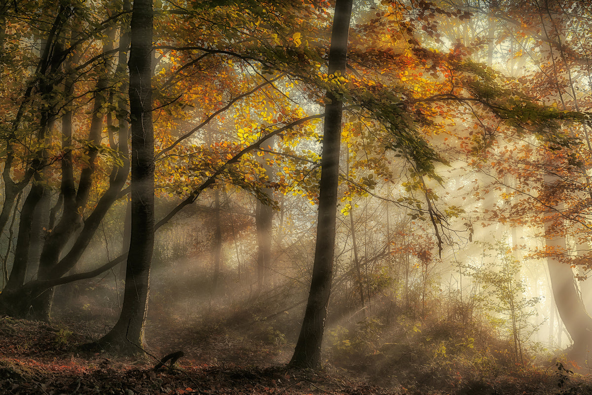 framedposter-print-the-lights-of-the-forest-x
