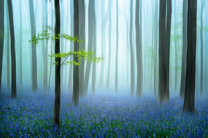 aluminium-print-the-blue-forest