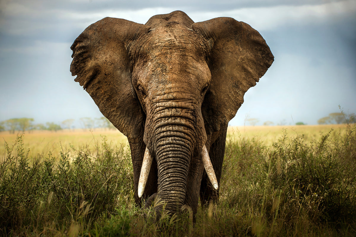 canvas-print-encounters-in-serengeti-x