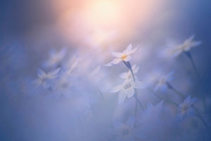 poster-print-in-the-pale-light-x