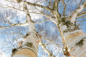 poster-print-the-2-birches