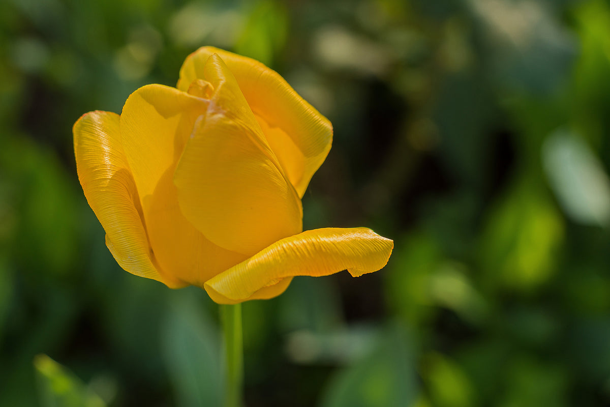 acrylic-print-yellow-tulip-xl
