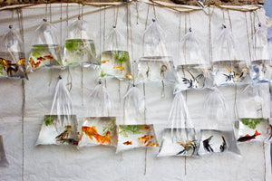 3-piece-aluminium-print-the-wall-of-fish