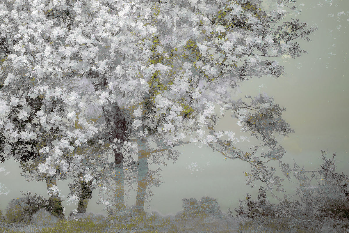 framedcanvas-print-spring-xep