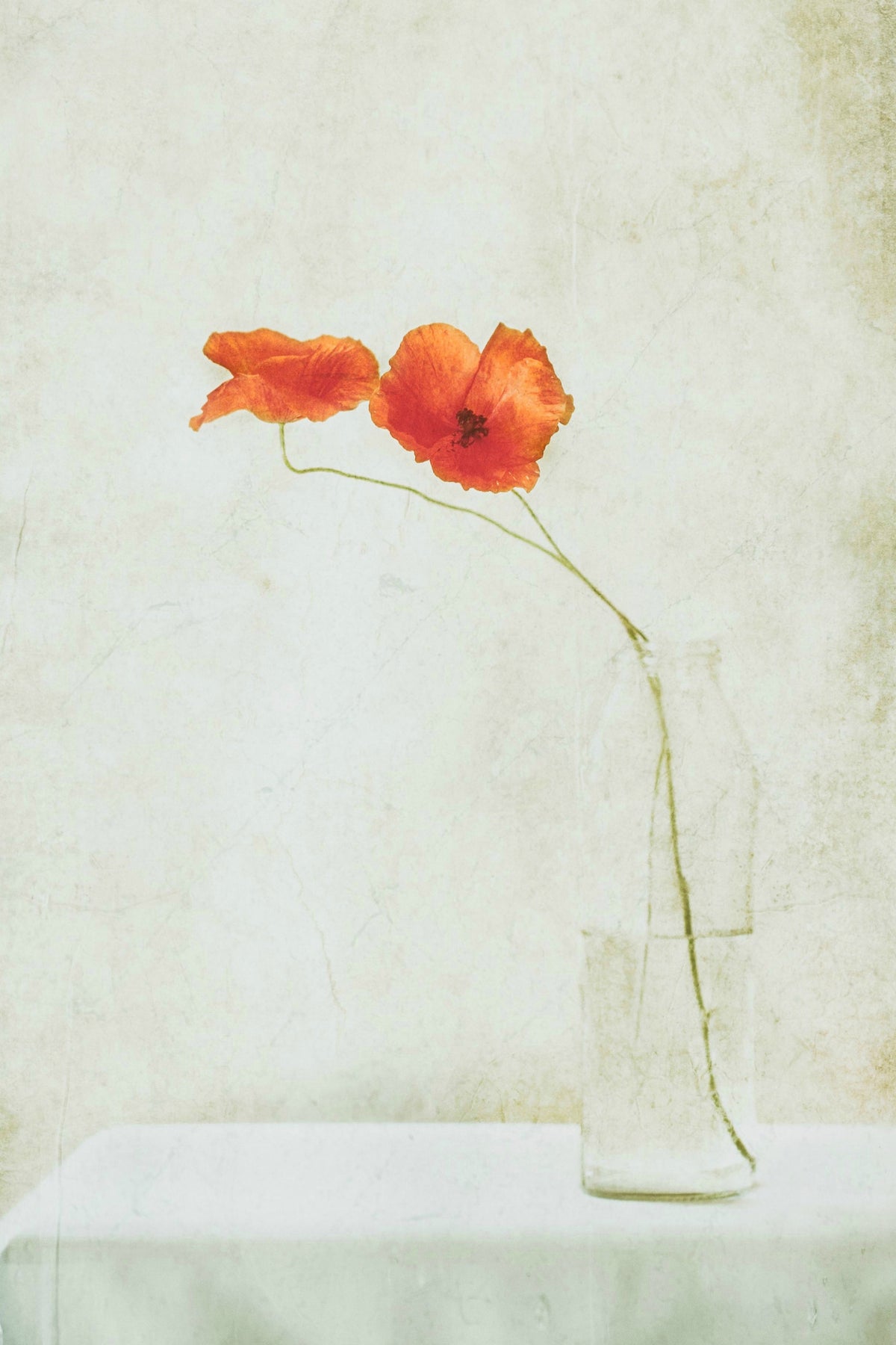 aluminium-print-two-poppies-in-a-bottle-x