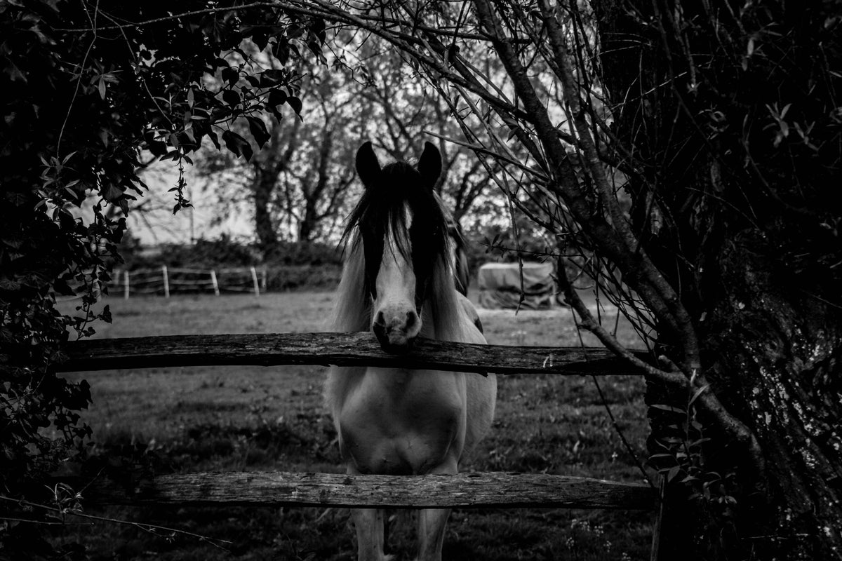 3-piece-acrylic-print-the-horse-sw