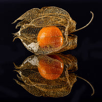 acrylic-print-physalis