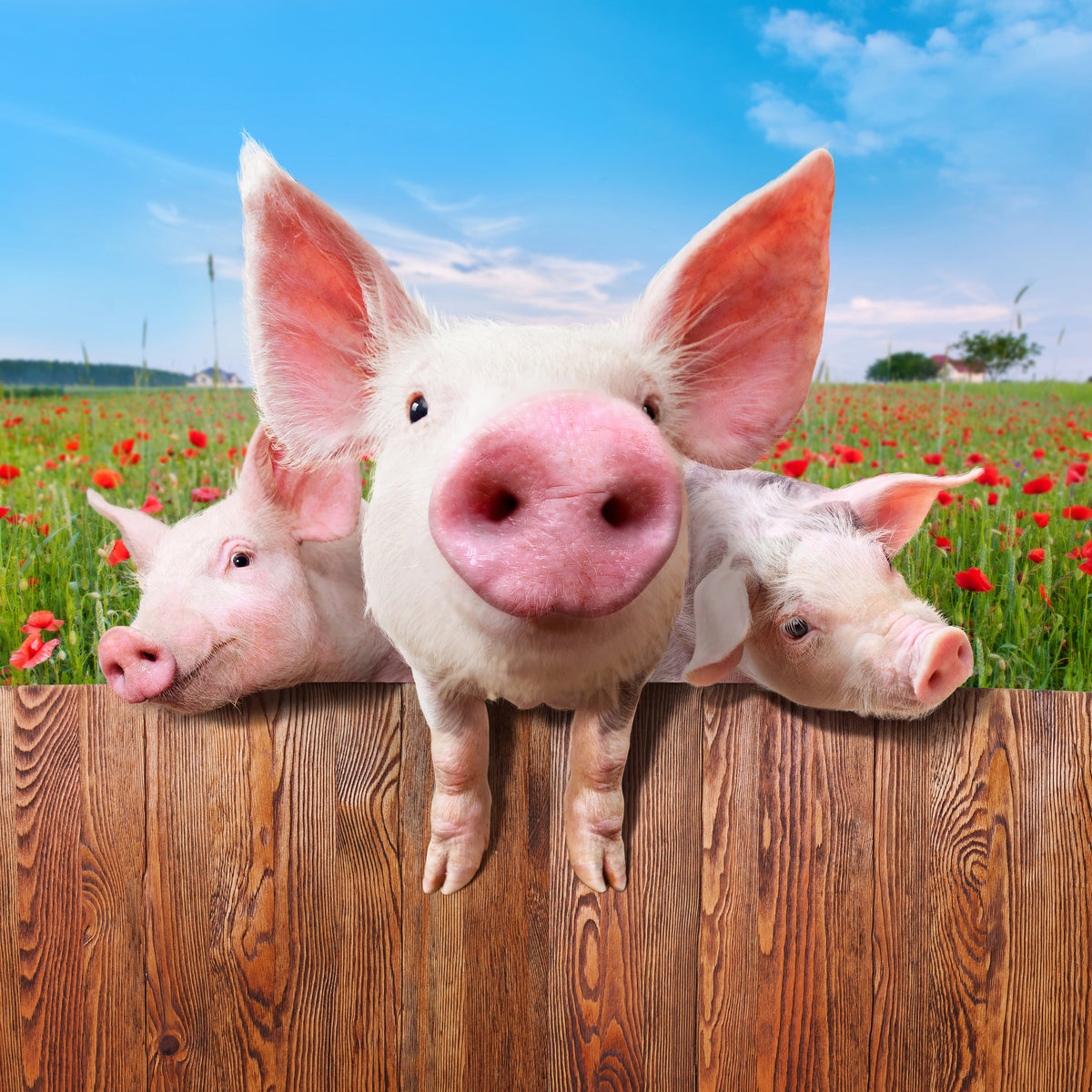 9-piece-acrylic-print-pig-in-luck
