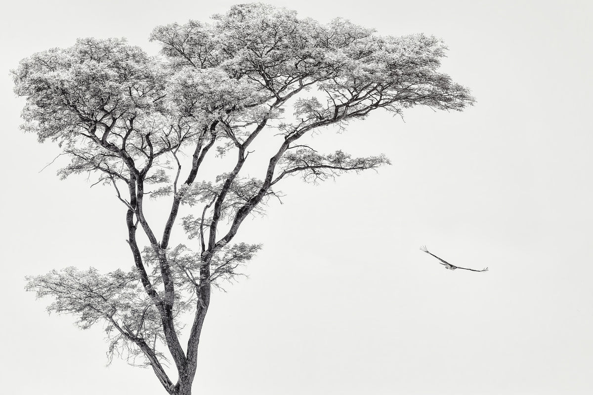 canvas-print-the-african-eagle