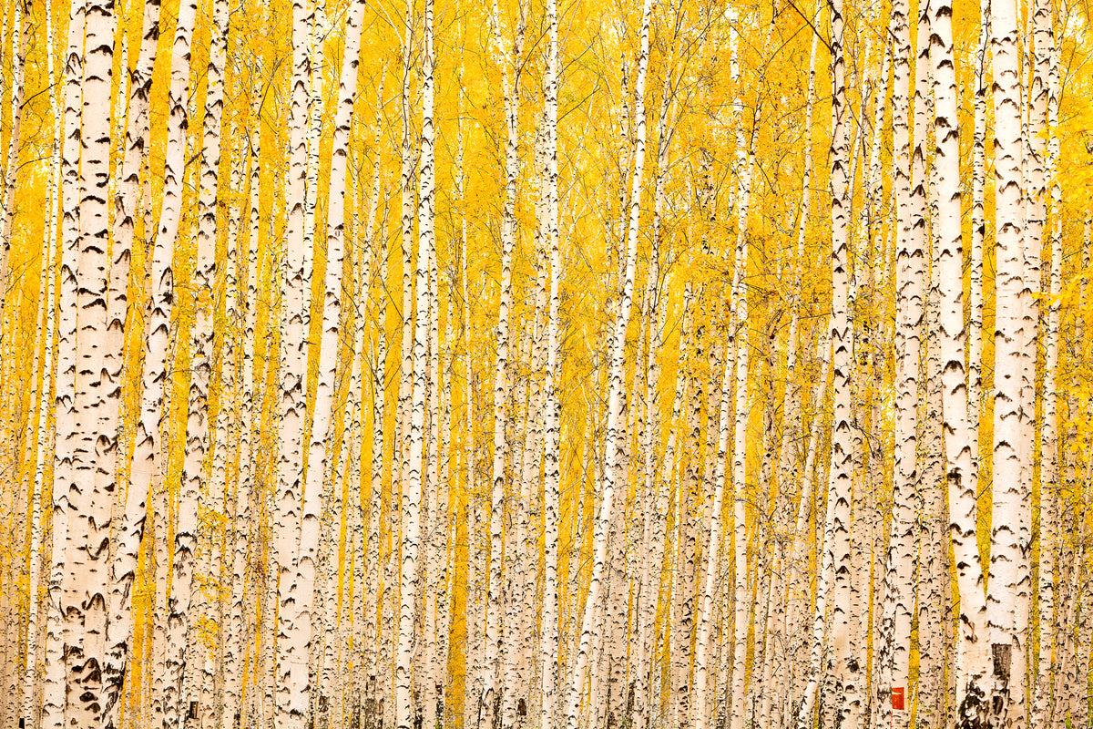 3-piece-aluminium-print-the-birch-forest-in-autumn