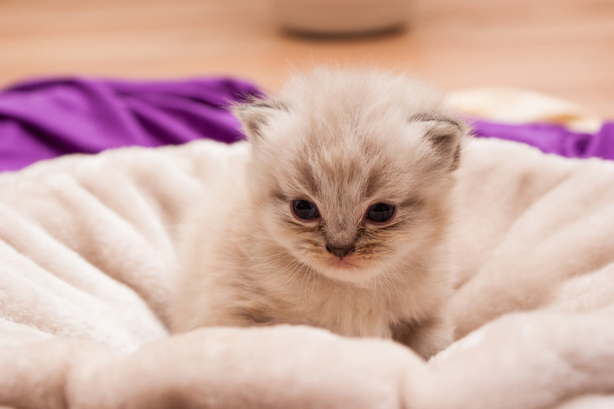 framedcanvas-print-kitten-to-fall-in-love