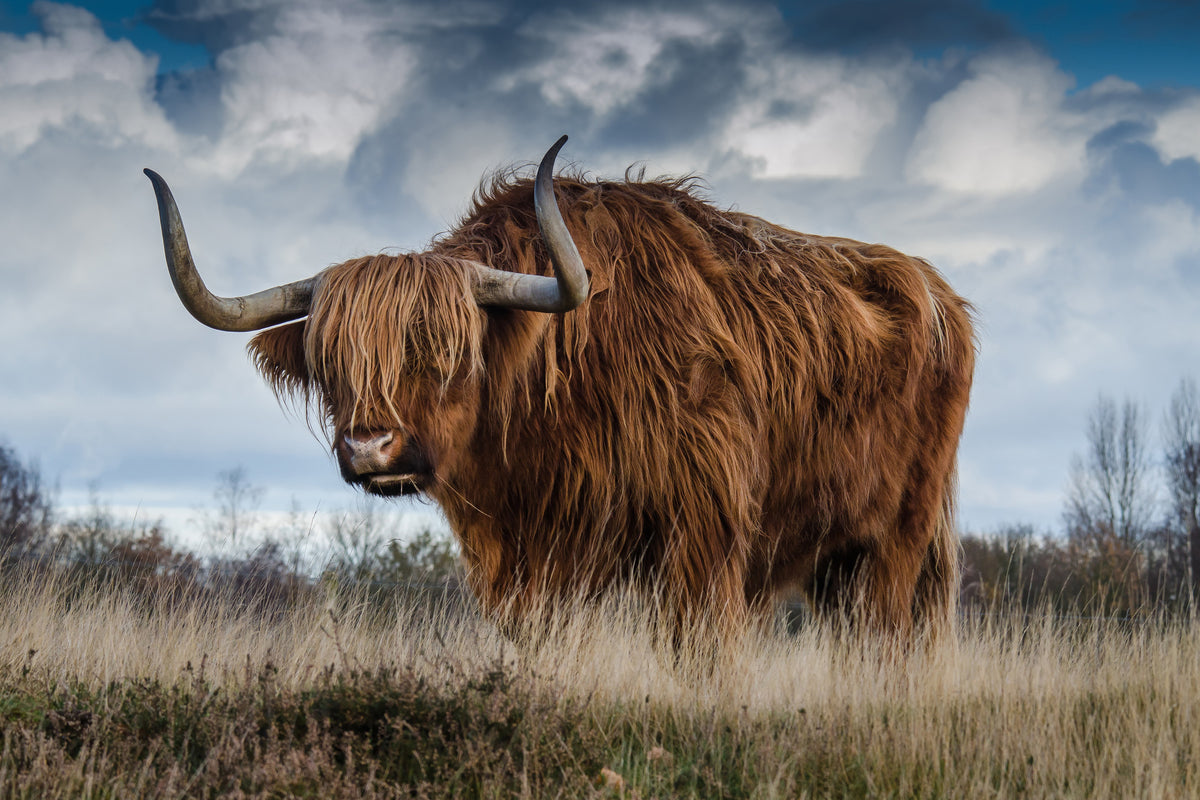 framedposter-print-attention-bull