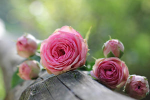 framedcanvas-print-bush-roses