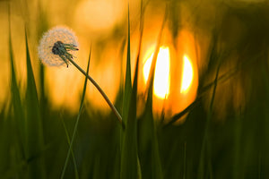 acrylic-print-sunbathing