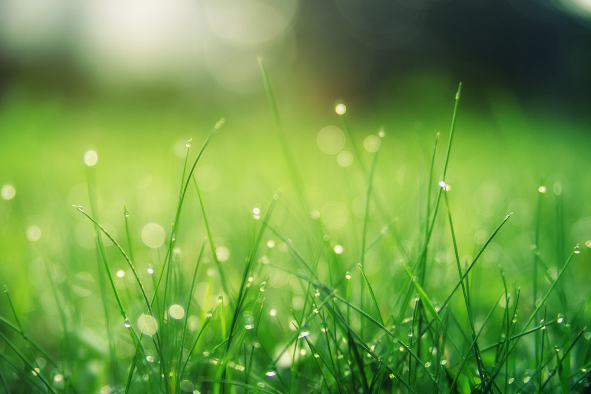 aluminium-print-meadow-with-morning-dew