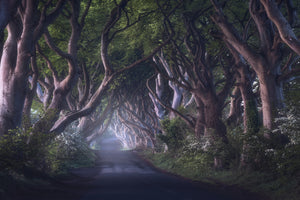 acrylic-print-the-dark-hedges