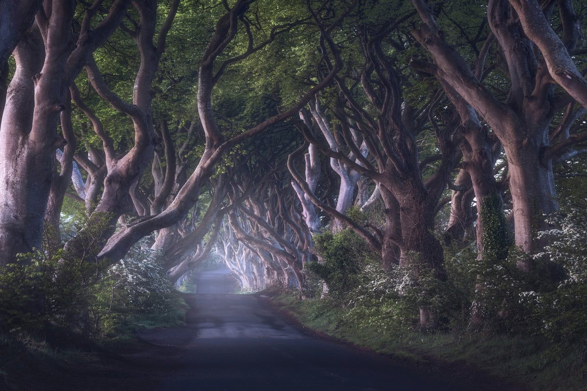 acrylic-print-the-dark-hedges