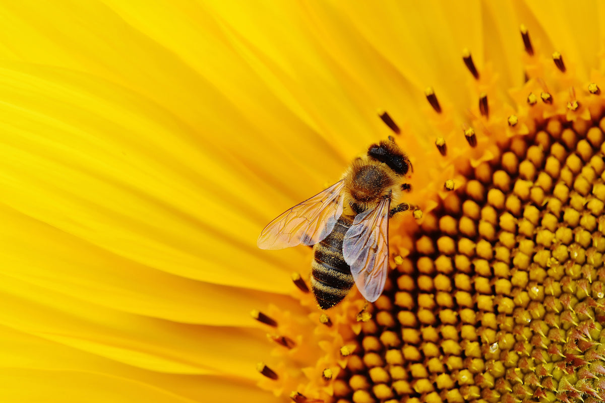 3-piece-acrylic-print-bee-on-the-sunflower