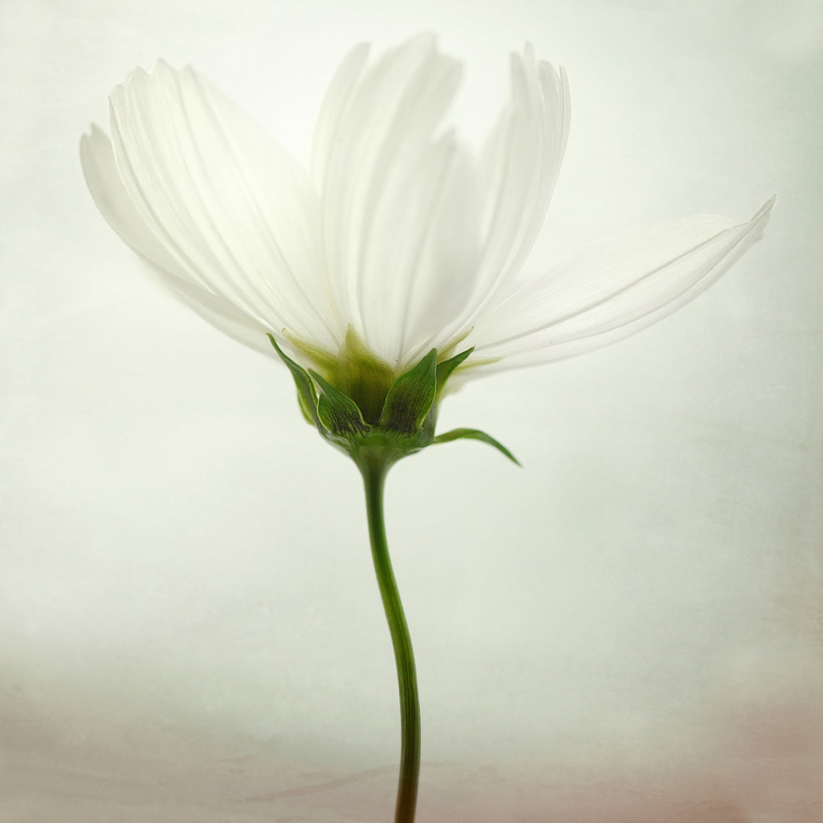 canvas-print-white-cosmos