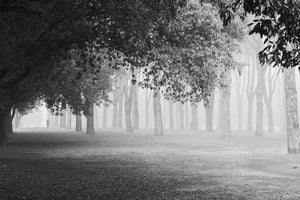 poster-print-morning-fog-xyy