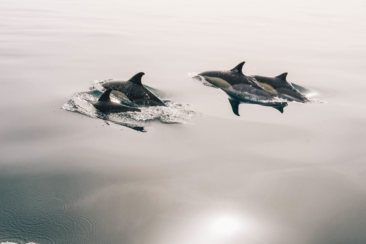 framedposter-print-the-dolphins