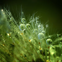 poster-print-morning-perls-x