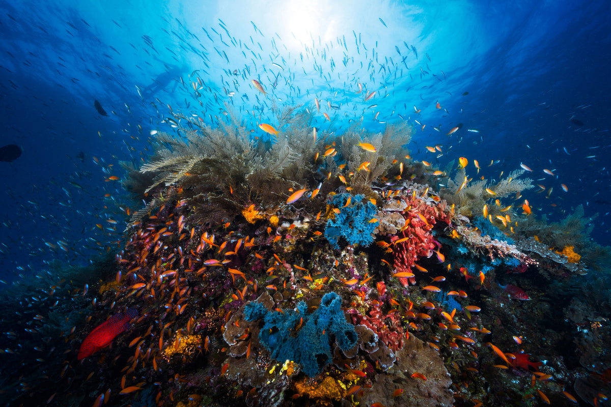 acrylic-print-apnea
