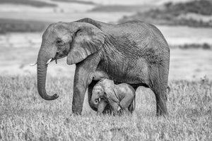 canvas-print-staying-close-and-protected-x