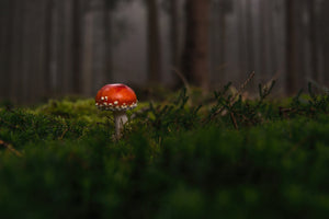 canvas-print-a-mushroom-in-the-forest