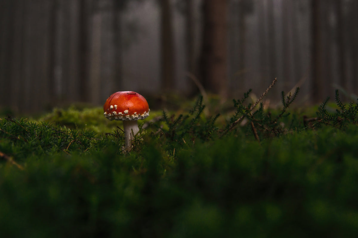 canvas-print-a-mushroom-in-the-forest
