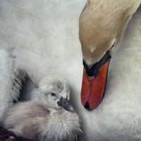 acrylic-print-close-to-you