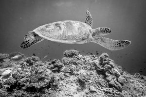 aluminium-print-sea-turtle-at-sipadan-x