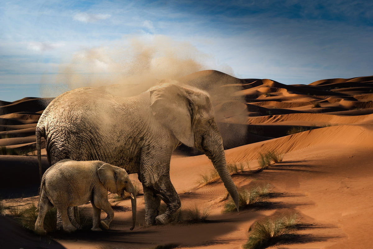 aluminium-print-elephants-in-the-desert