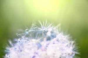 aluminium-print-dandelion-xl-in-morning-dew