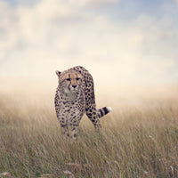 9-piece-aluminium-print-the-cheetah