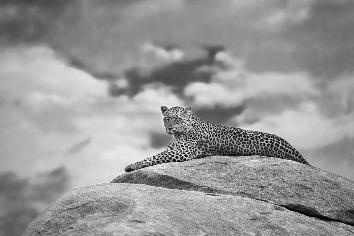 aluminium-print-leopard-on-a-kopje-x