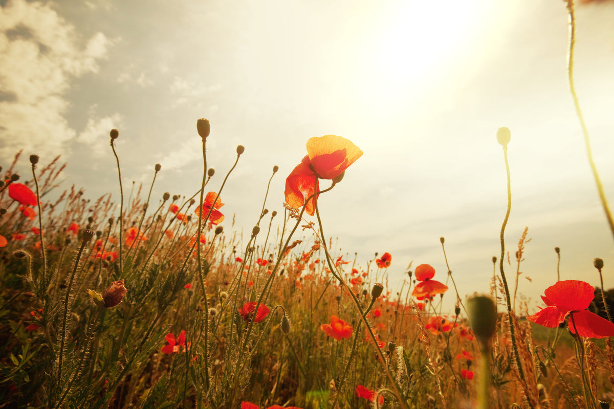 3-piece-acrylic-print-the-poppy-field-at-sunrise