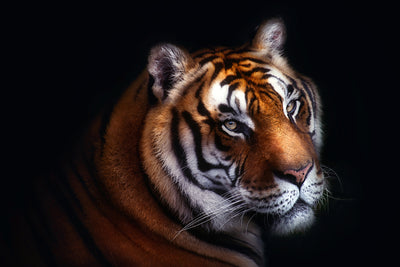 poster-print-tiger-x