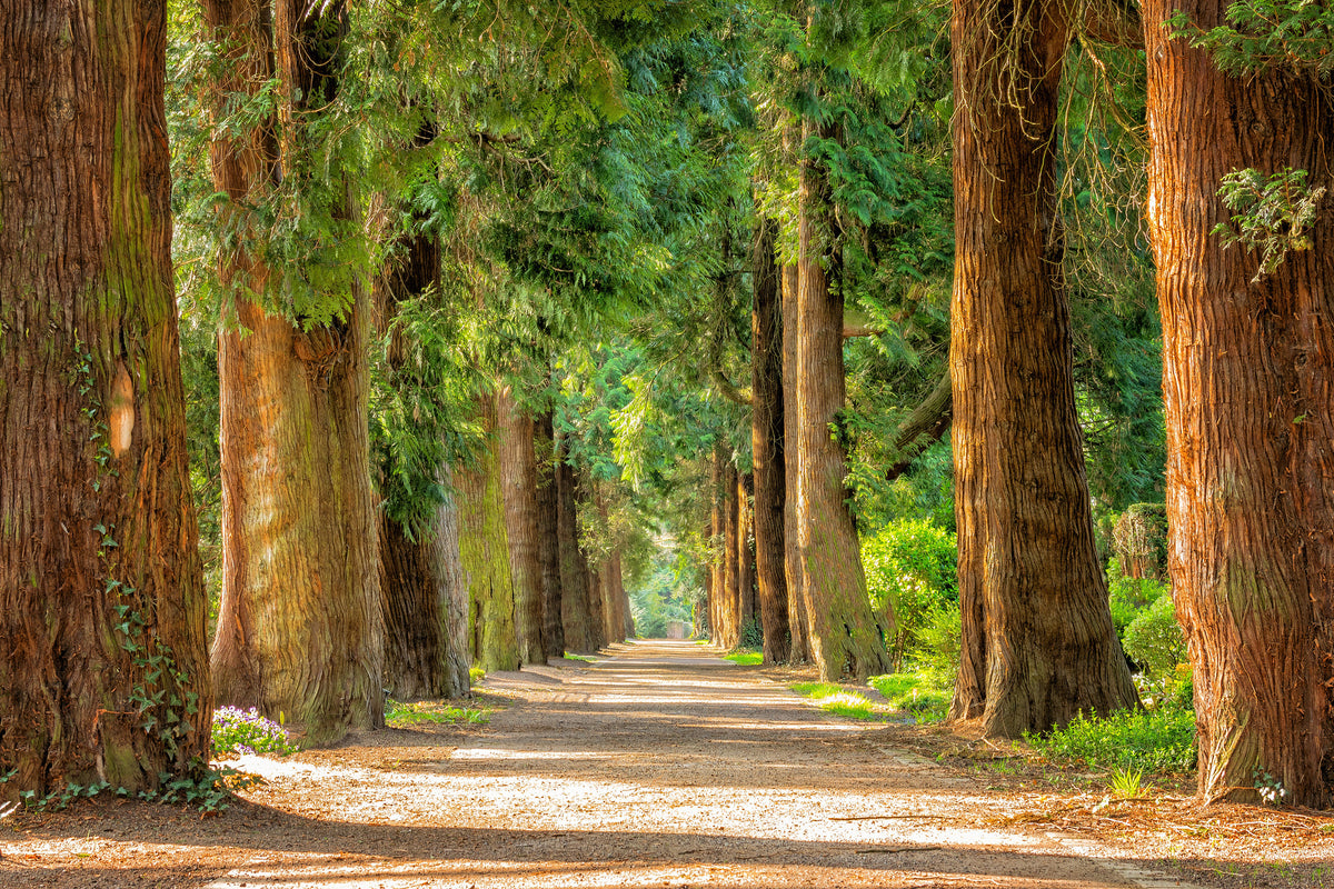 acrylic-print-the-green-avenue